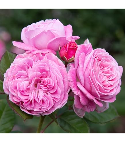 Amazon.com : Heirloom Roses Rose Plant - Sexy Rexy® Pink Rose Bush